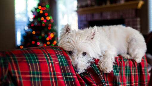 Dog Christmas Dinner What They Can Can t Eat Purina